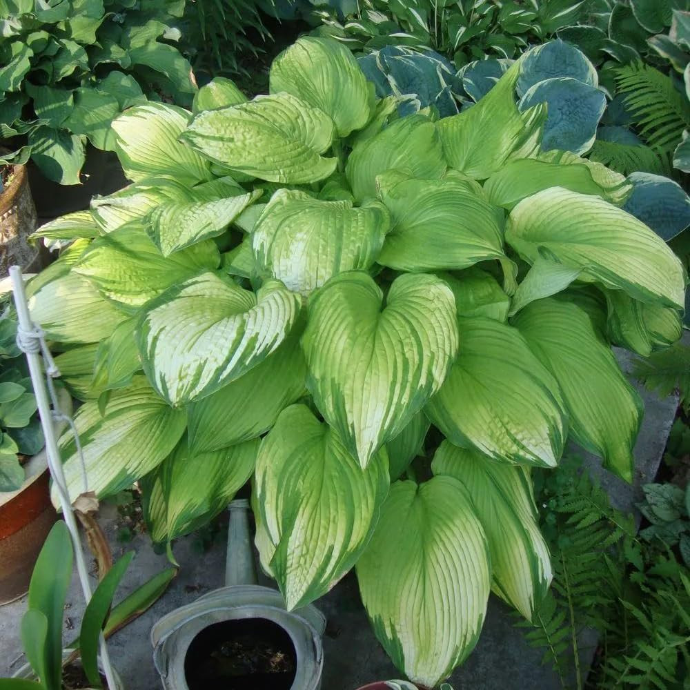 Hosta Seeds for Planting, 310+Pcs Rare Perennial Hosta Flower Seeds Plants, Non-