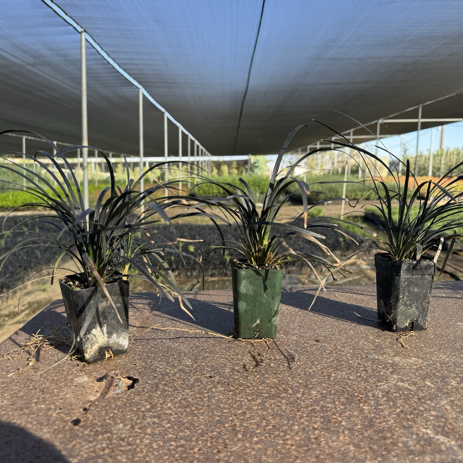 Pack of 1, Black Mondo Grass, Ophiopogon planiscapus ‘Nigrescens’,ONE Live Plant