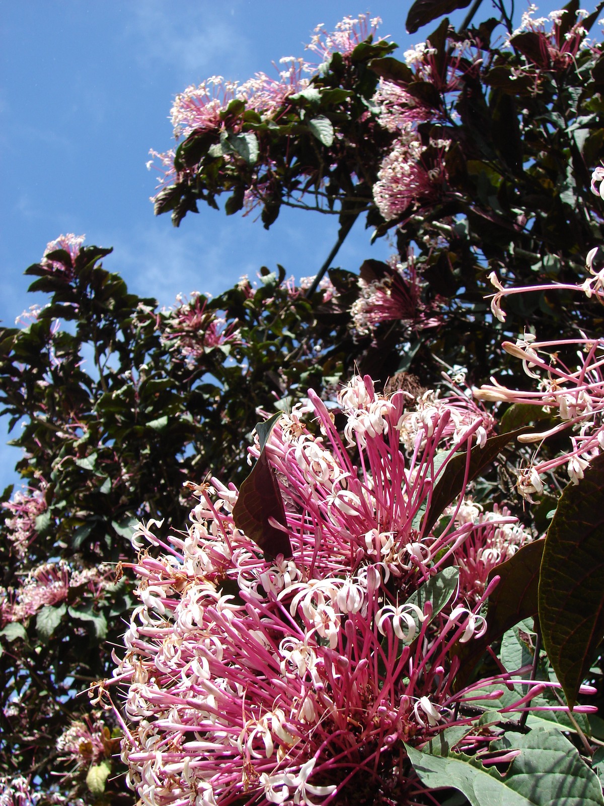 Starburst Shooting Star Clerondendrum Tropical Plant Shrub White Pink Flowers