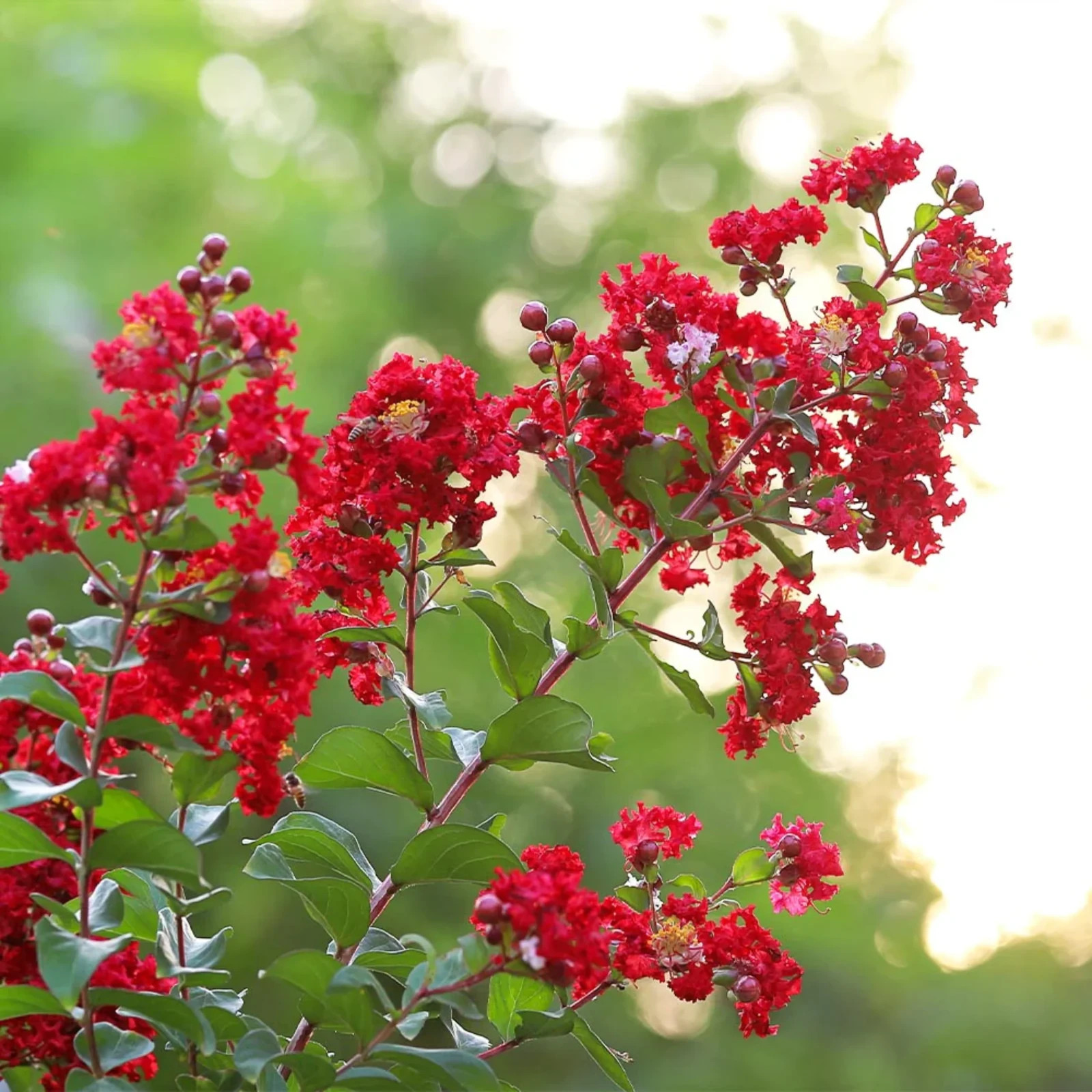 3 Red Crape Myrtle 12-18″ Tall Starter Shrub Bare Root