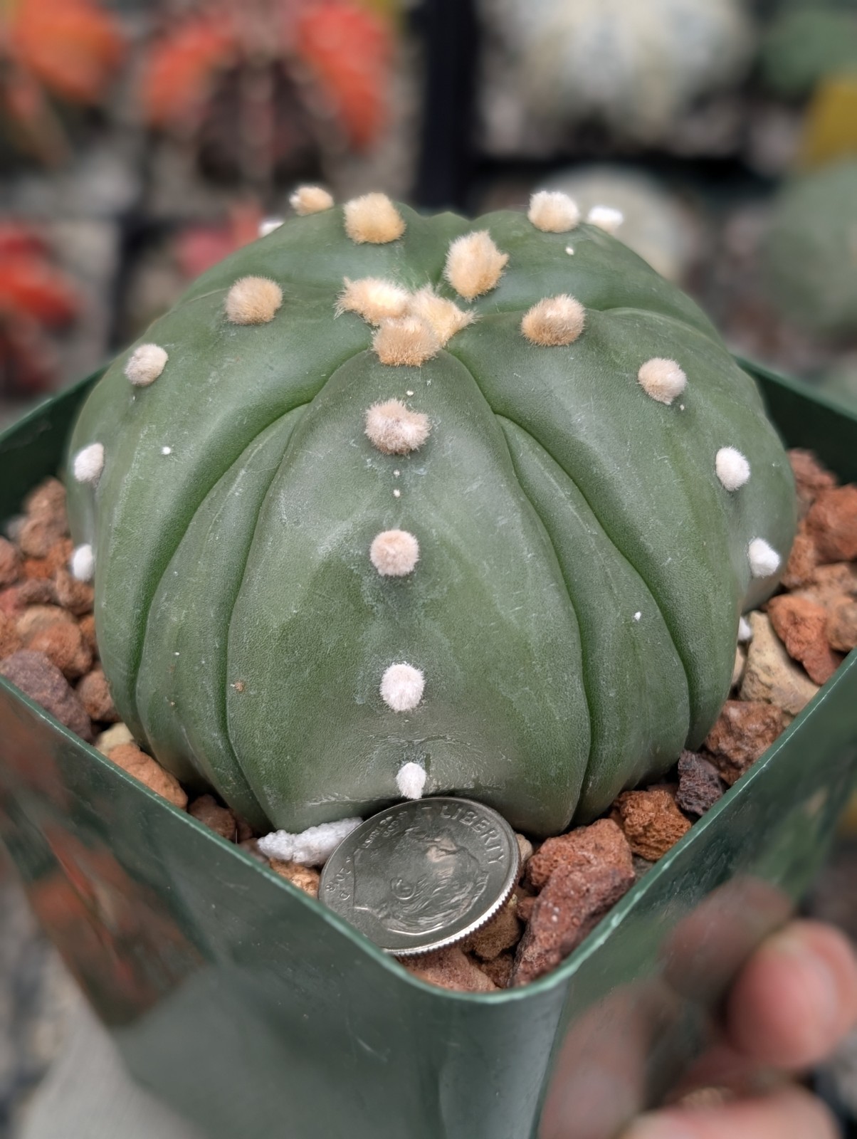 Astrophytum Asterias cv Goryo f Fukuruy 3″ pot shown