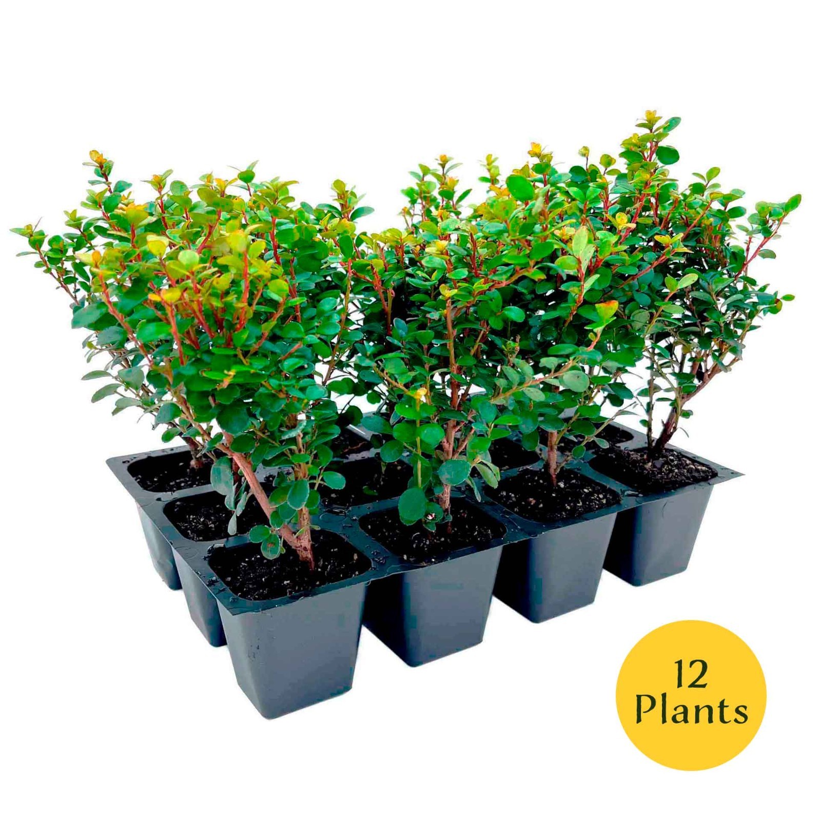 African Boxwood Myrsine (Myrsine africana) in 2.5” Nursery Cubes, Live Shrubs