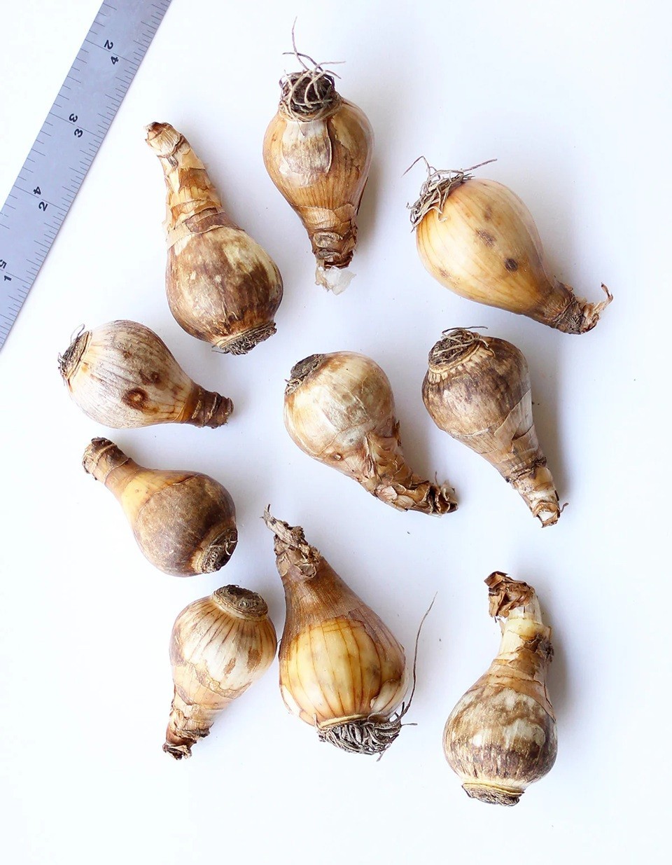 Yellow or White Trumpet Daffodil Bulbs | Ready to Grow | Deer Resistant