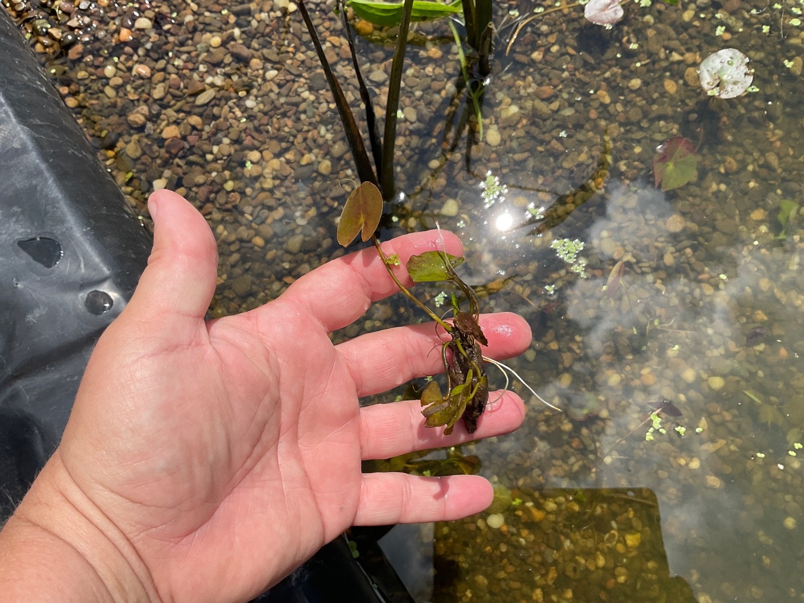 Live WHITE Water Lily – Very Hardy Pond Plant – Nice 1”-2” tuber! Bare Root