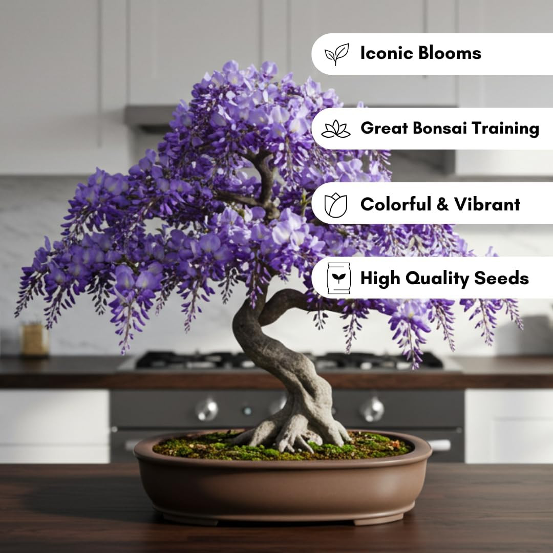 1 Chinese Wisteria Bonsai Tree Seedling for Planting – 1 Year Old Well Rooted Se