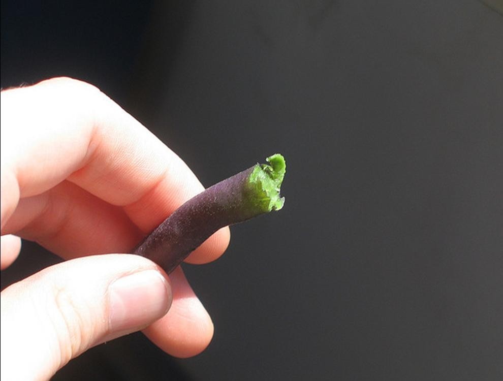 ROYAL BURGUNDY BUSH Bean Seeds, Heirloom Seeds – NON GMO, Every kids favorite.