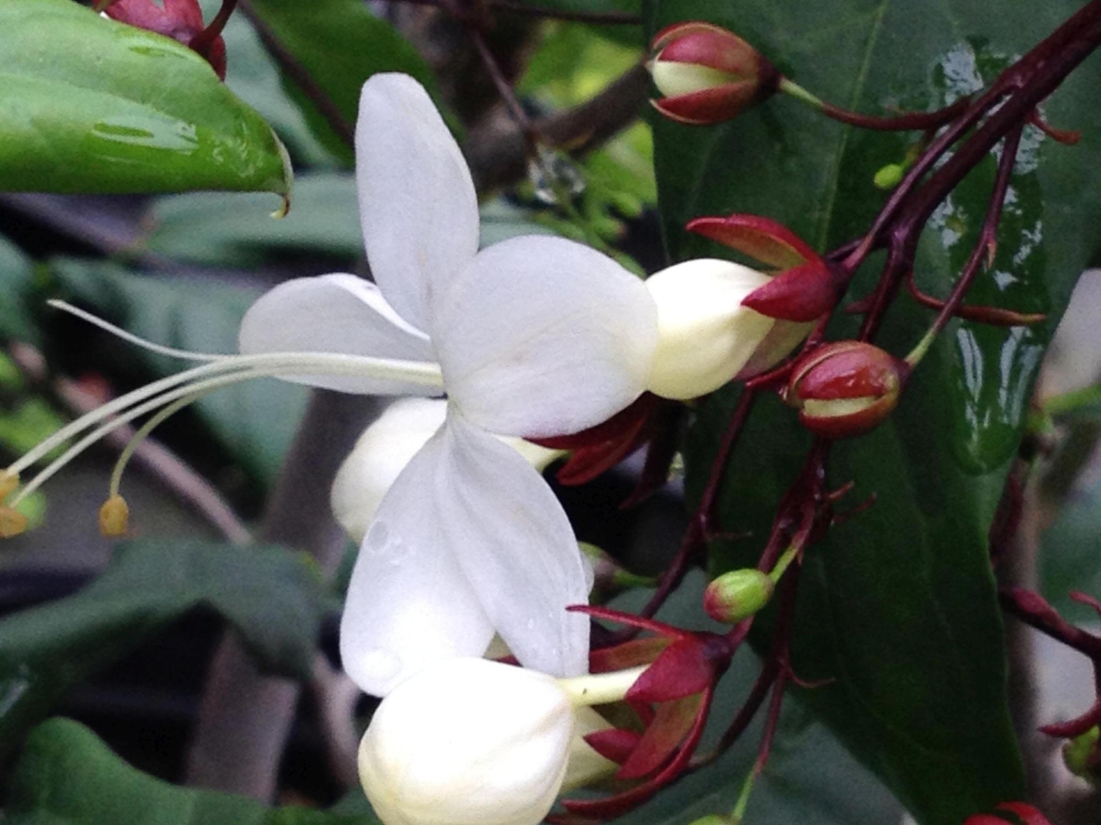 LIGHT BULBS Tropical Plant Chains of Glory Unusual White Flowers Clerodendrum