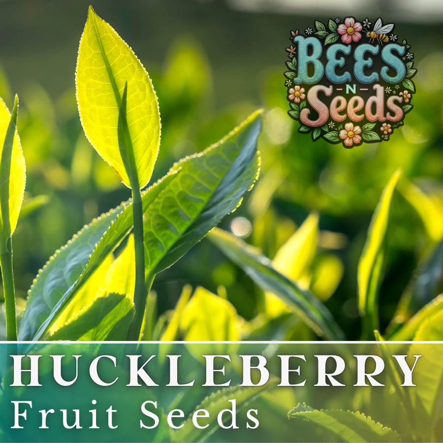 Woodland Huckleberry Seeds 125, 300 or 500 Seeds Flower, Flower Seeds, Non GMO