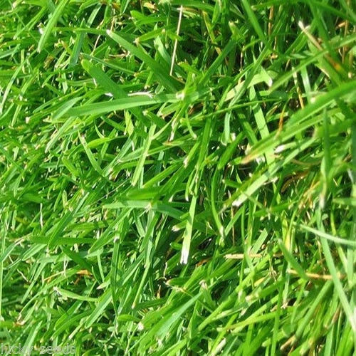 Bermuda Grass Seeds (Common Unhulled) 1 Lb Bulk Bag “Premium Grade”