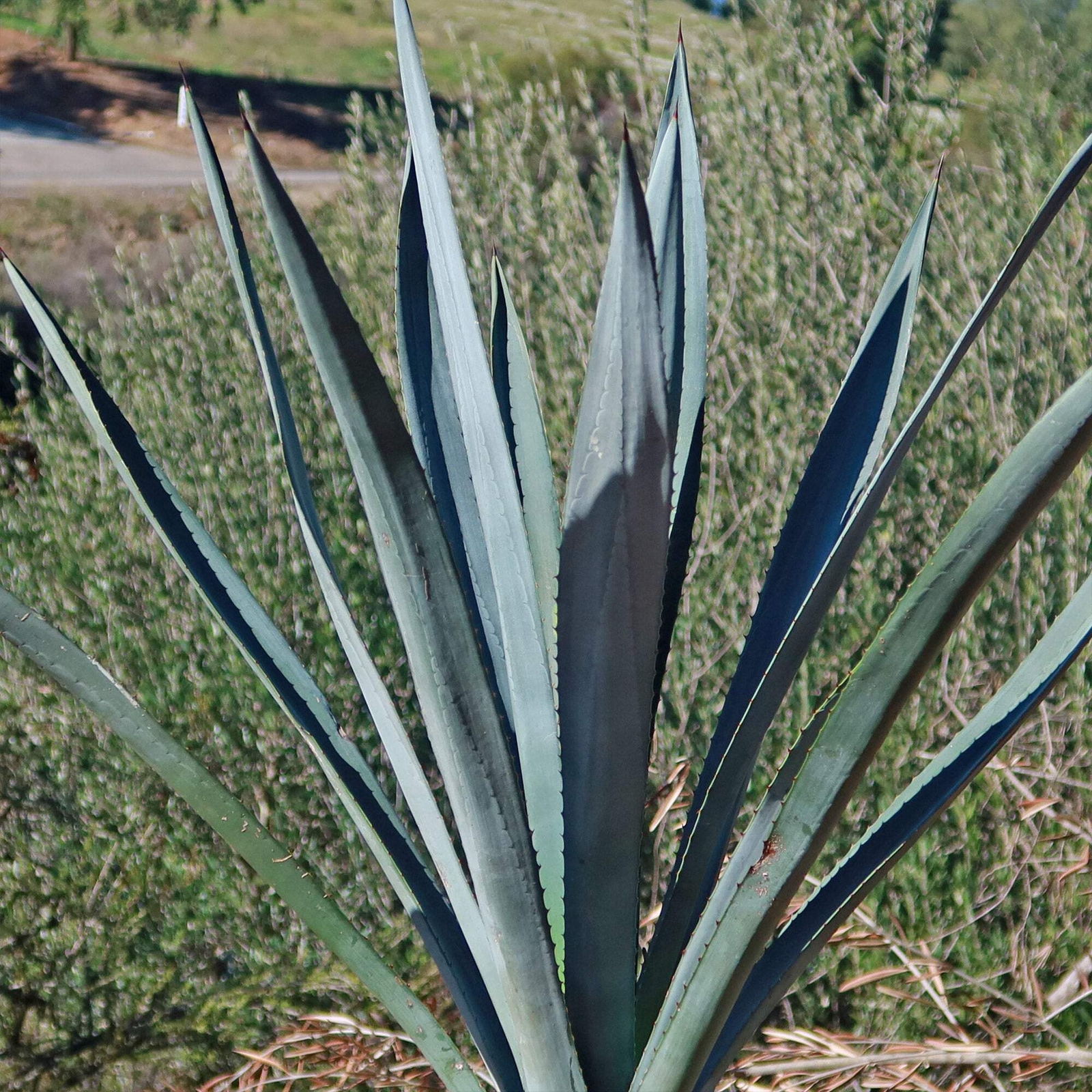 Blue agave – Agave Tequilana ‘Tequila Plant’ cactus Cacti Succulent real live pl
