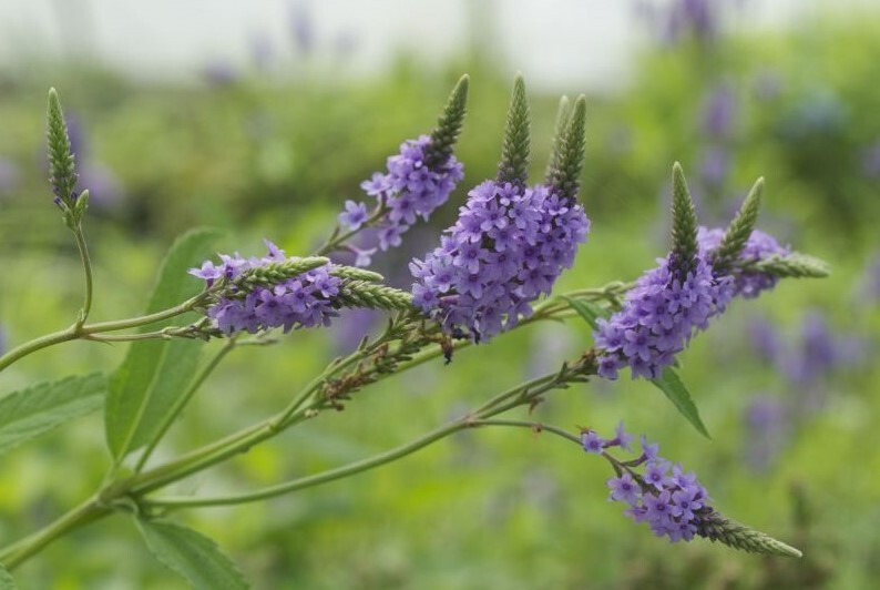 Blue Vervain – Verbena Ηastata Perennial Bare Root Live Garden Plant
