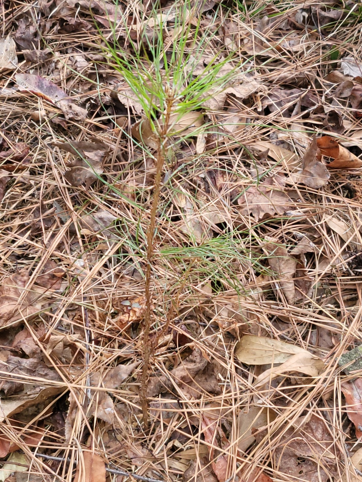 15 loblolly pine tree seedling sapling tree starts grootbabies wildcaught 8-12″