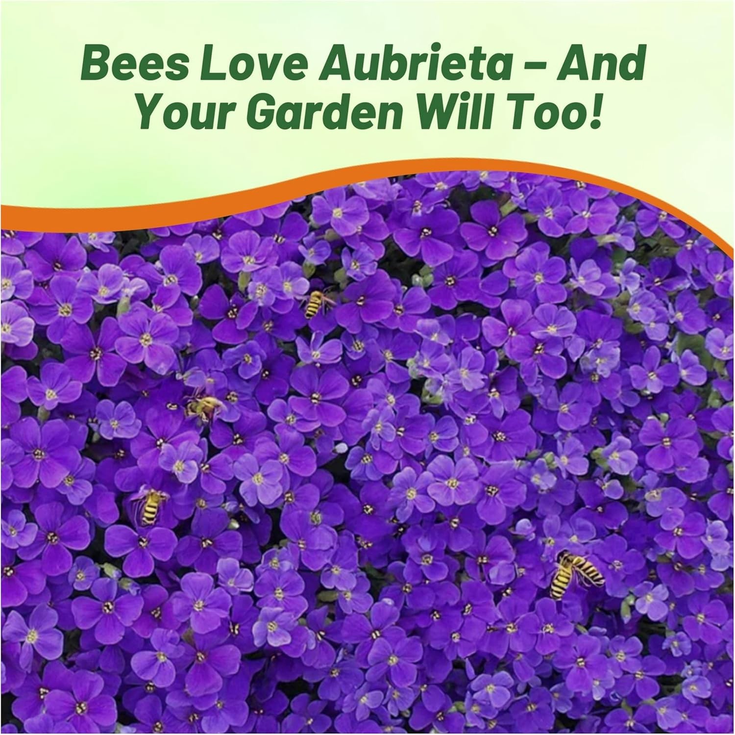 5000 Seeds Aubrieta Seeds – Rock Cress Whitewell Gem Ground Cover Seed