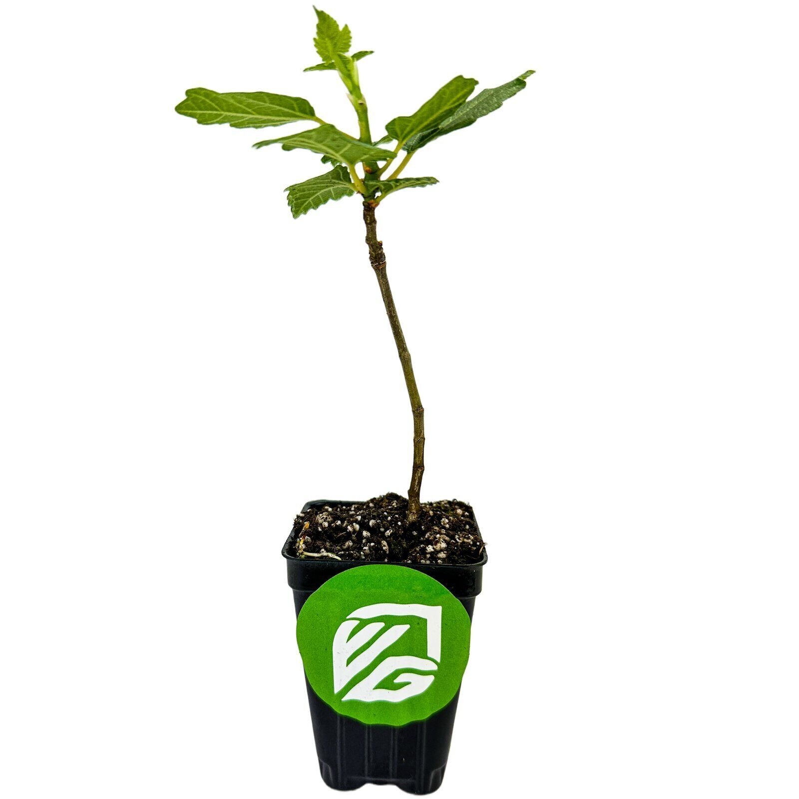Violette de Bordeaux Fig – Ficus carica – Live Plant