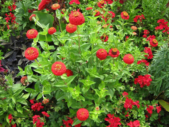Cherry Queen Zinnia Seeds, NON-GMO, Easy Grow, Variety Packet Sizes, FREE SHIP
