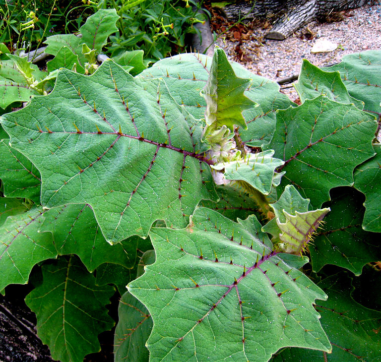 Naranjilla Orange Tree Seeds (Solanum quitoense) “Lulo Quito” Garden Fruit Plant