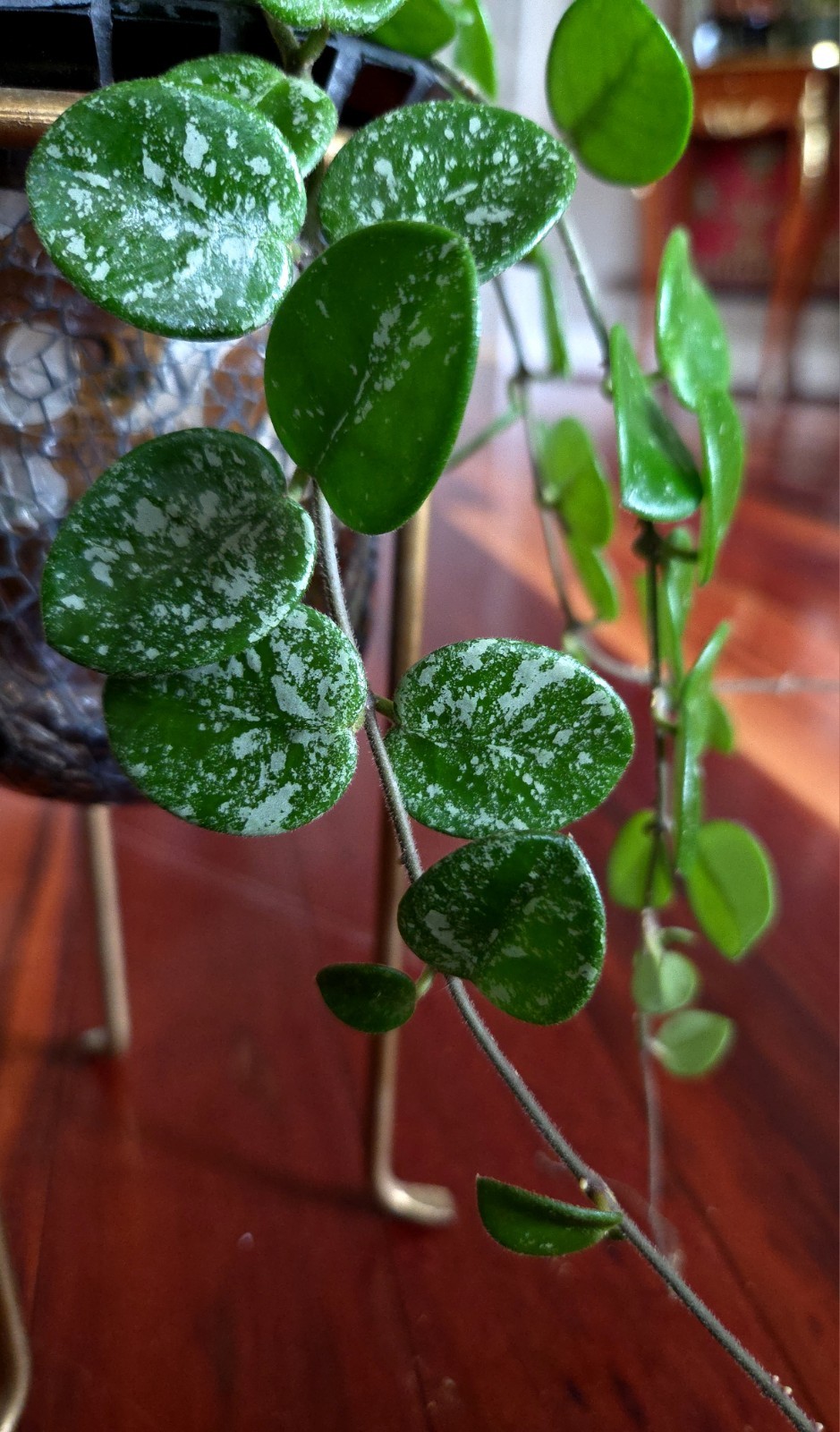 RARE Hoya Splashy Carnosa X Serpens 18″ Long No Monstera Philodendron Anthurium