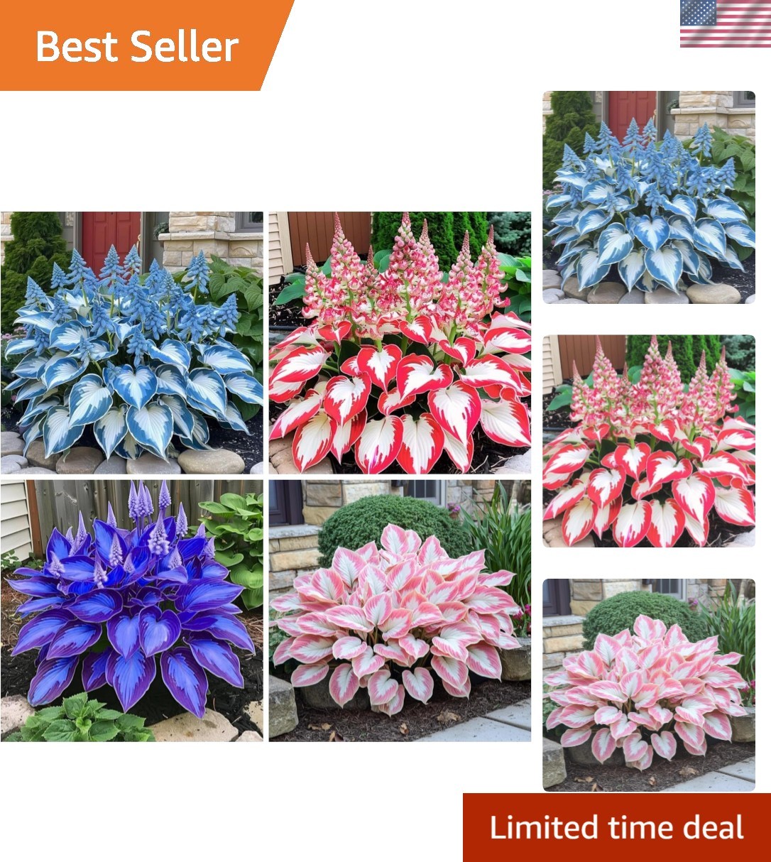 Heart-Shaped Hosta Seeds – 200+ Rich Foliage, Low Maintenance, -Round Color