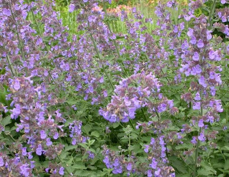 NEPETA RACEMONA~WALKER’S LOW~LIVE CATMINT PLANT LAVENDER-BLUE FLOWERS FRAGRANT!!