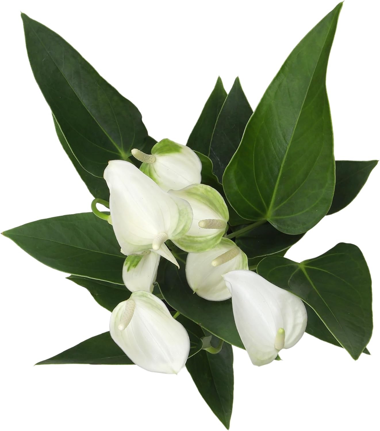 White Anthurium Live Plant (Approx. 11-14″ Tall), Real Flowers/Unique House Plan