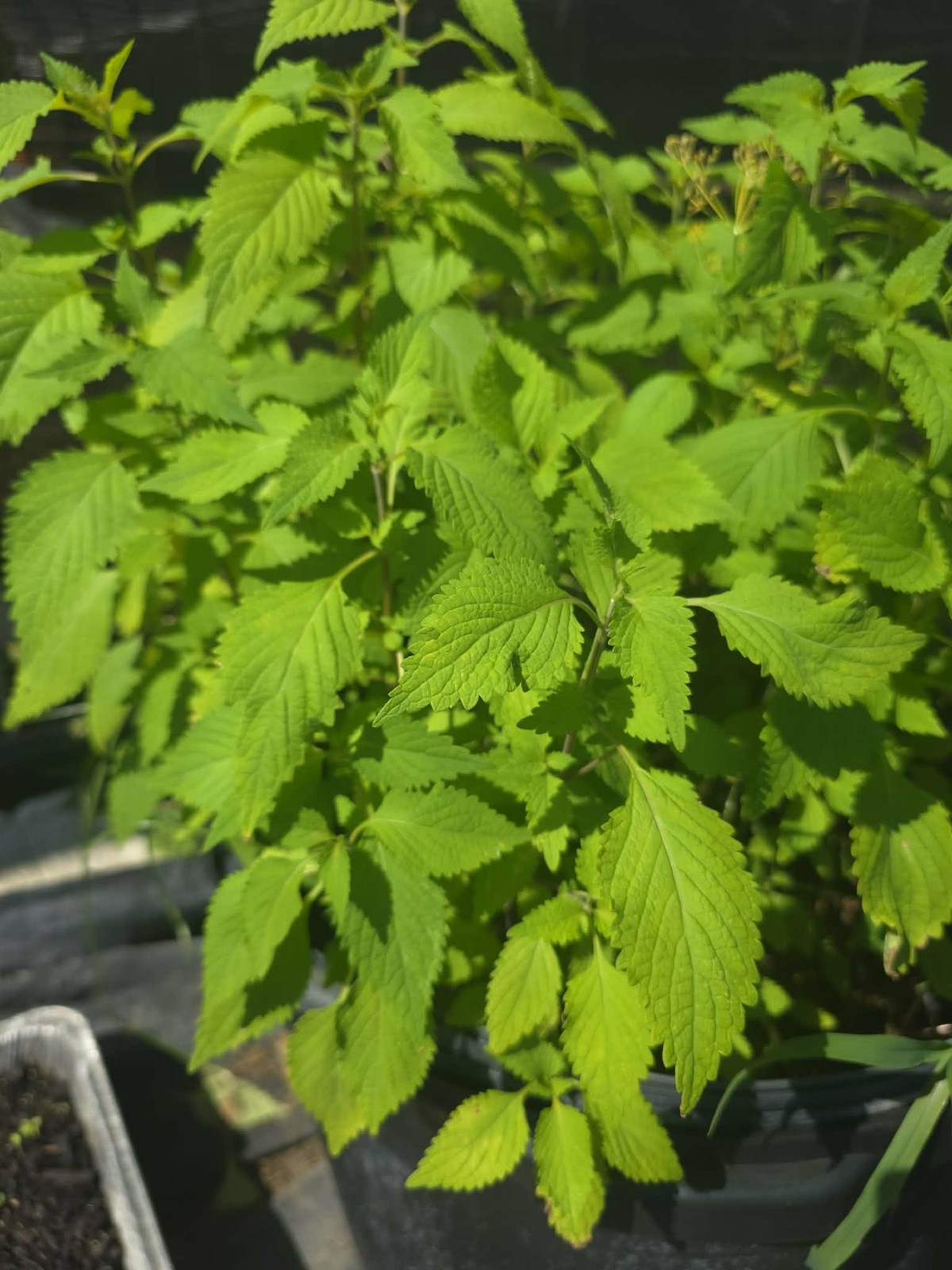 Nettle ( kính giới) Live Potted Plant Vegetative 6″ -10″Tall Outdoor 1 Pack