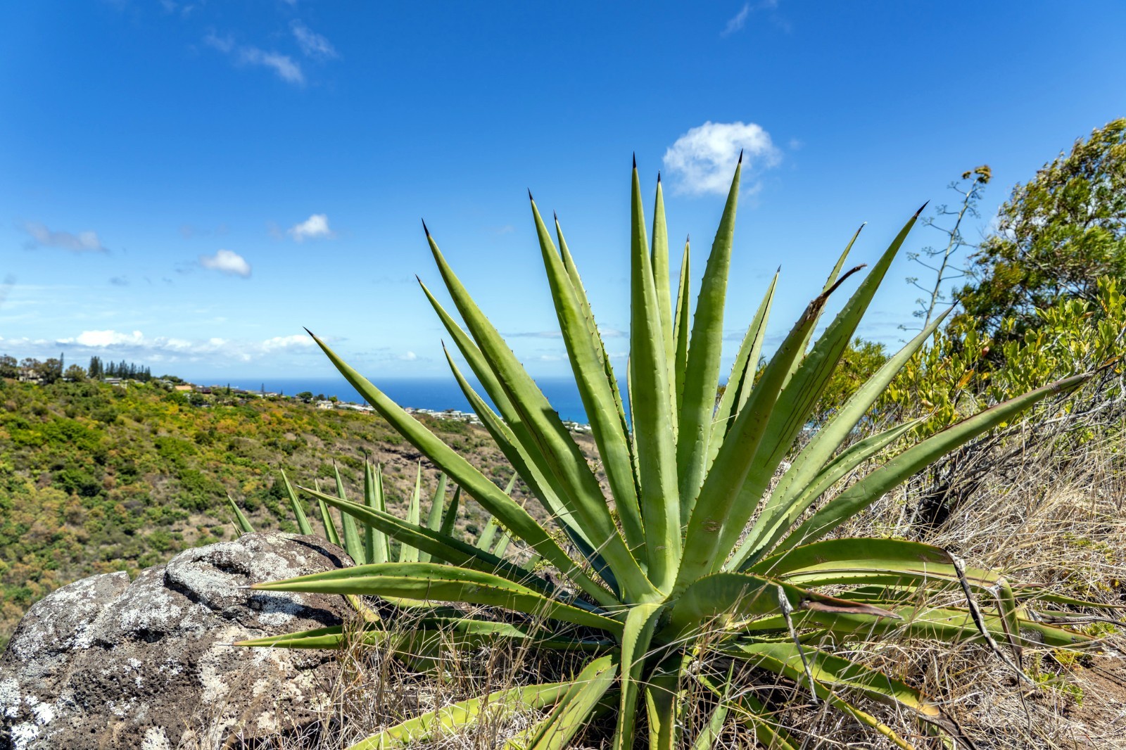 (Agave sisalana) Seeds Rare “Century Plant” Exotic Succulent “Sisal” Cactus Tree
