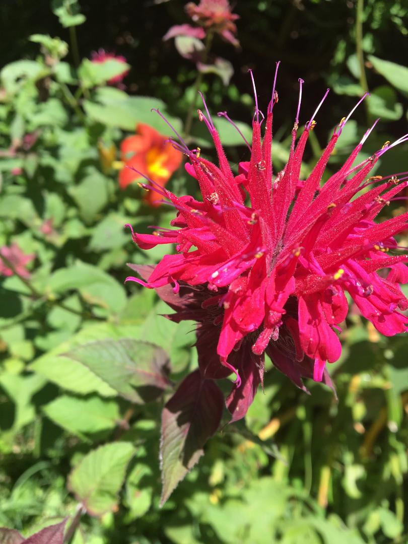 Red Monardo Bee Balm Flower 35 + Seeds USA Home Grown