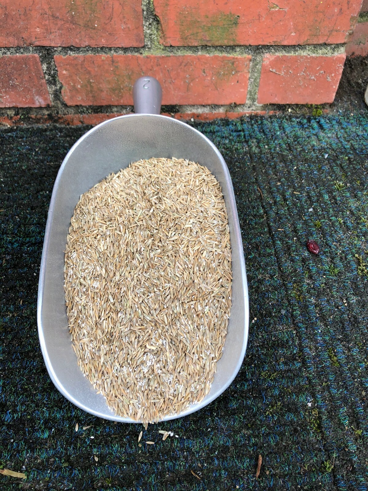 15 lbs. Contractor Grass Seed; Rye Fescue Bermuda – FREE SHIPPING & WE SHIP FAST