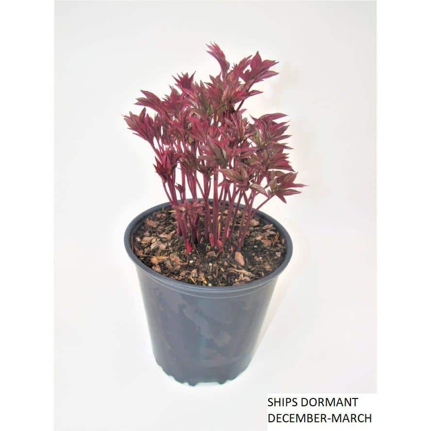 2 Gal. Karl Rosenfield Peony (Paeonia) Live Shrub with Cherry Red Double Blooms