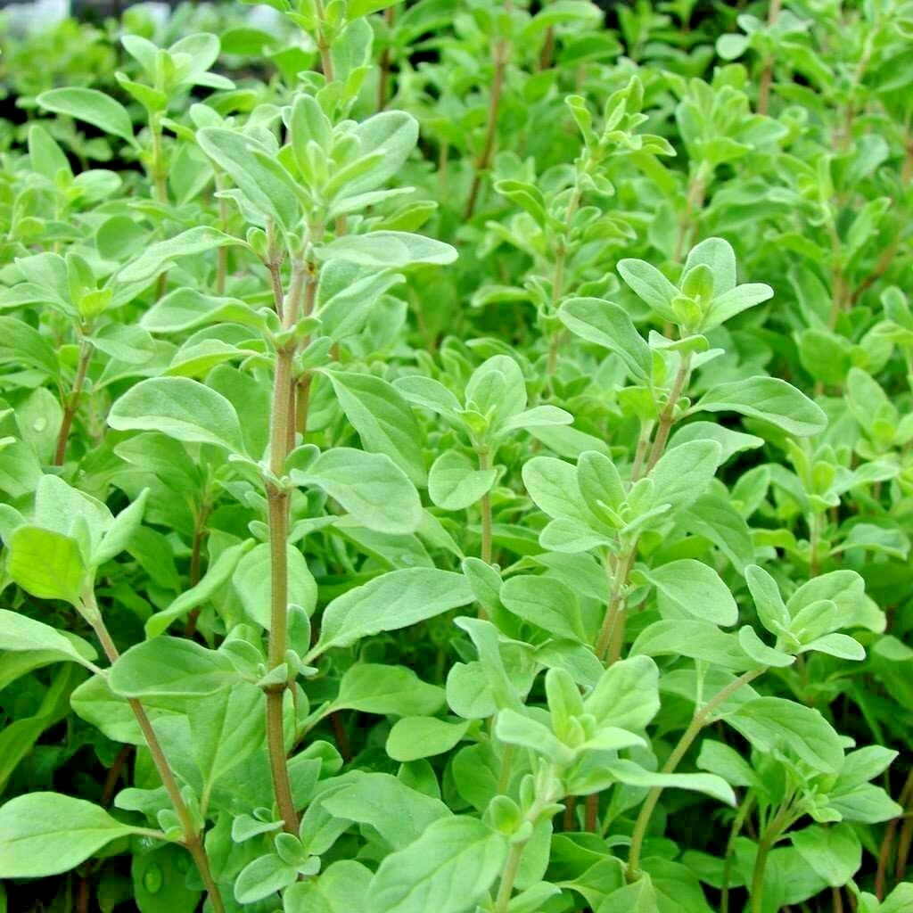 1001+SWEET MARJORAM Seeds Organic Herb Garden Indoor Container Groundcover Easy