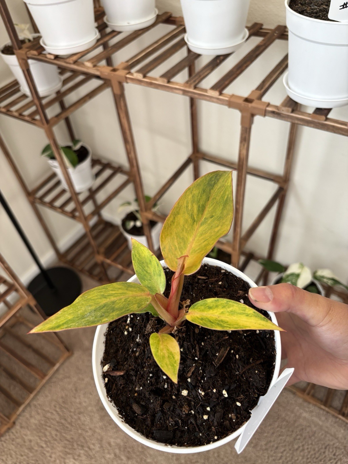 Philodendron Quadcolor Variegated 6″ Pot Rare Exact Plant #070