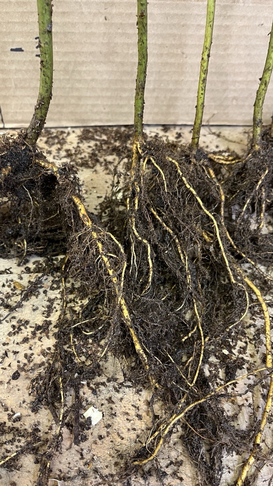 Quaking Aspen 1 year old live plant 14-22 inches tall