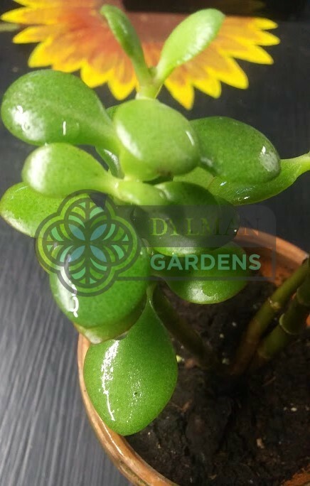 Jade Plant (Crassula Ovata) – Lucky Plant – Indoor Houseplant – Multiple Sizes