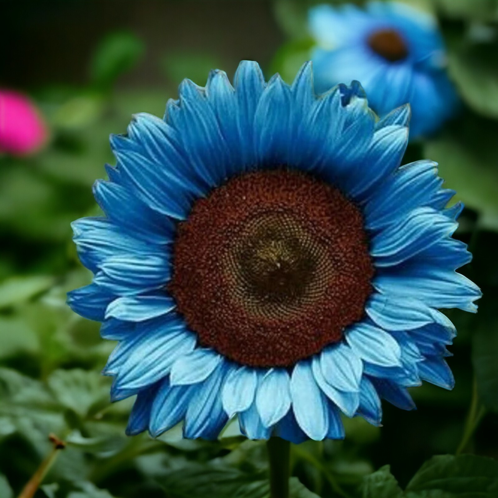 50pcs Midnight Oil Blue Sunflower Seeds Rare Bonsai Black Hybrid for Your Garden