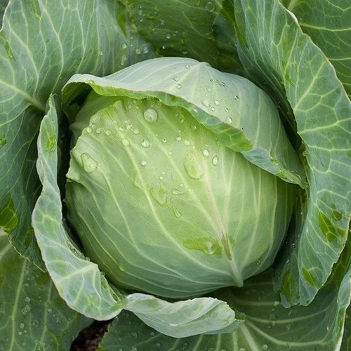 Cabbage ‘Golden Acre’ (Brassica oleracea) non-GMO Heirloom seeds 150ct