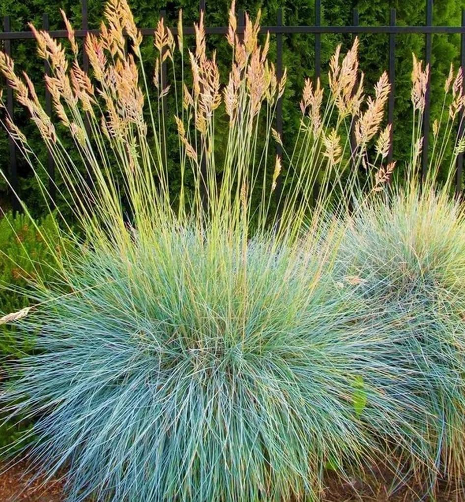 100PCS Blue Fescue Seeds Clumping Drought Ornamental Grass Seeds Heirloom