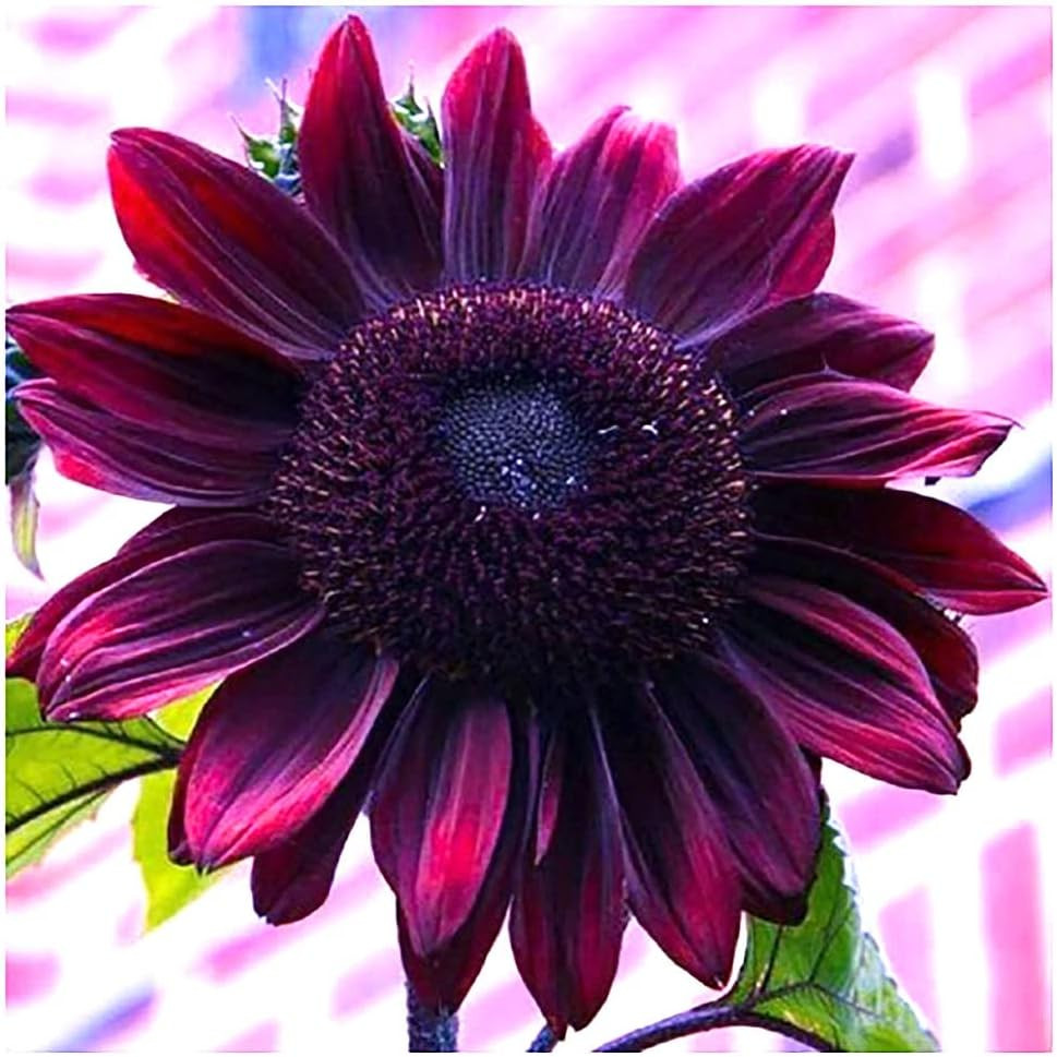 Chocolate Cherry Sunflower Seeds to Plant – Heirloom & Non-Gmo – Large Package 2