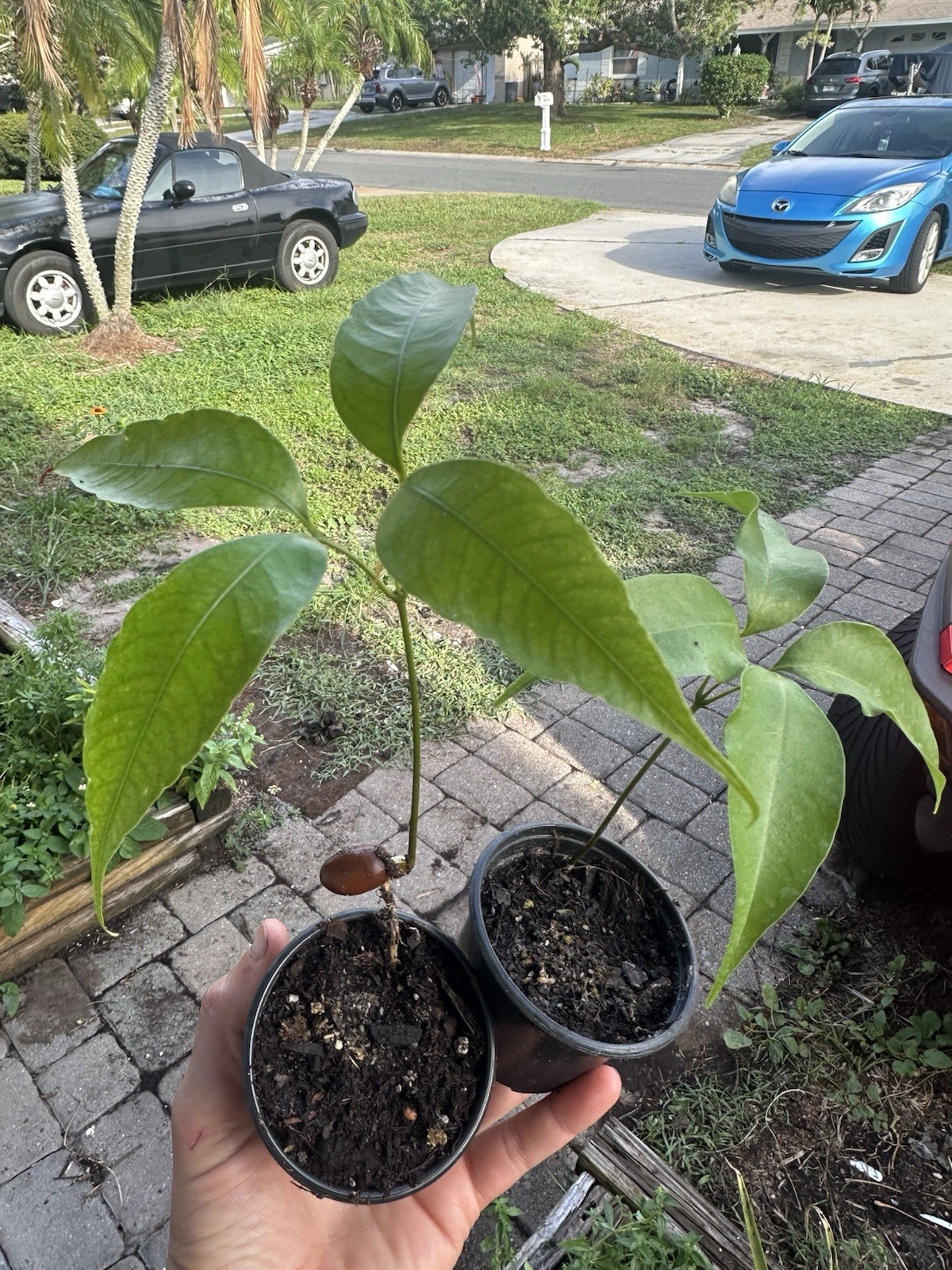 Live Lychee Tree Seedling 4–8 Inch Tropical Fruit Plant Litchi chinensis