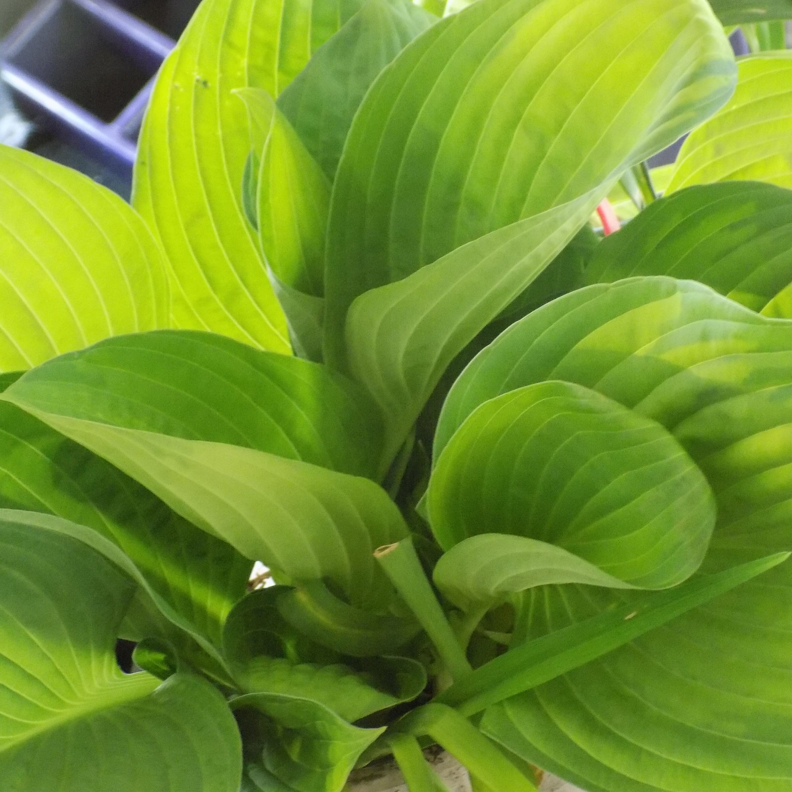 ON SALE- Hosta Guacamole -Can you find a large green hosta more beautiful? NO!!