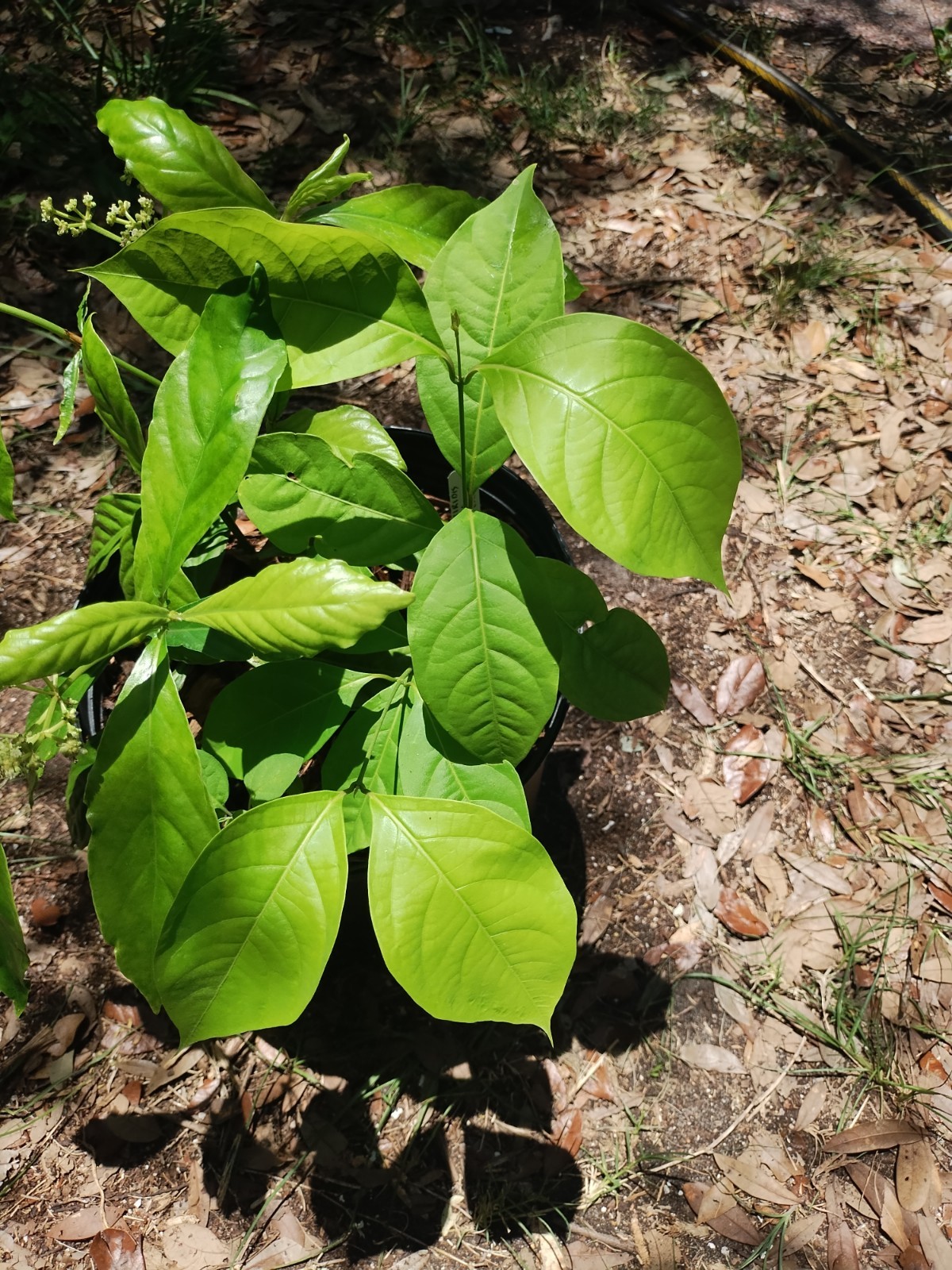 2 Plant Combo South American Psychotria V. And B. Caapi Plant In Same Pot # 1