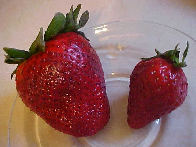 25 SEEDS BIG SWEET MAMA STRAWBERRY PRODUCE SUPER HUGE SWEET STRAWBERRIES ENJOY