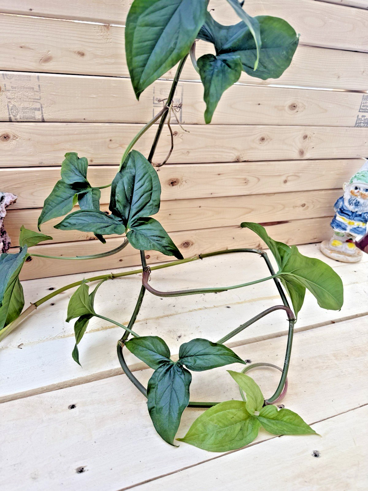 Green Syngonium Plant – TWO Cuttings – Rooting in Moss Cut from Mature Mom Plant