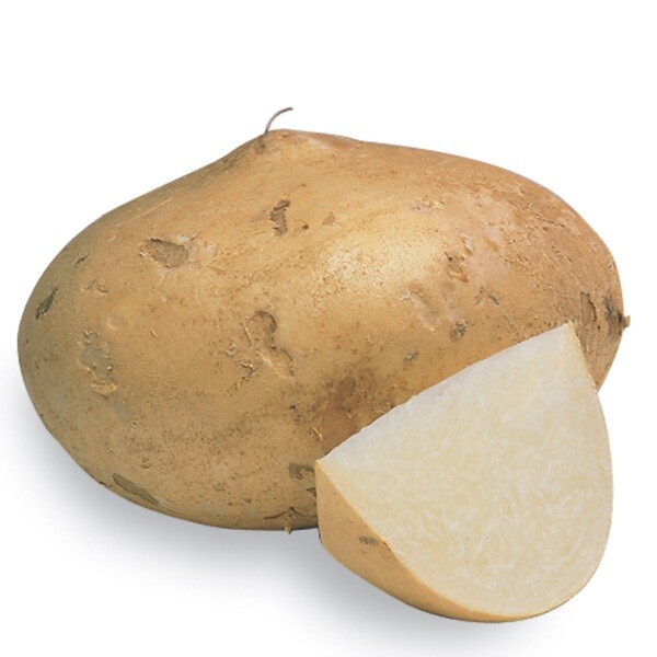 Fresh Jicama 10lbs