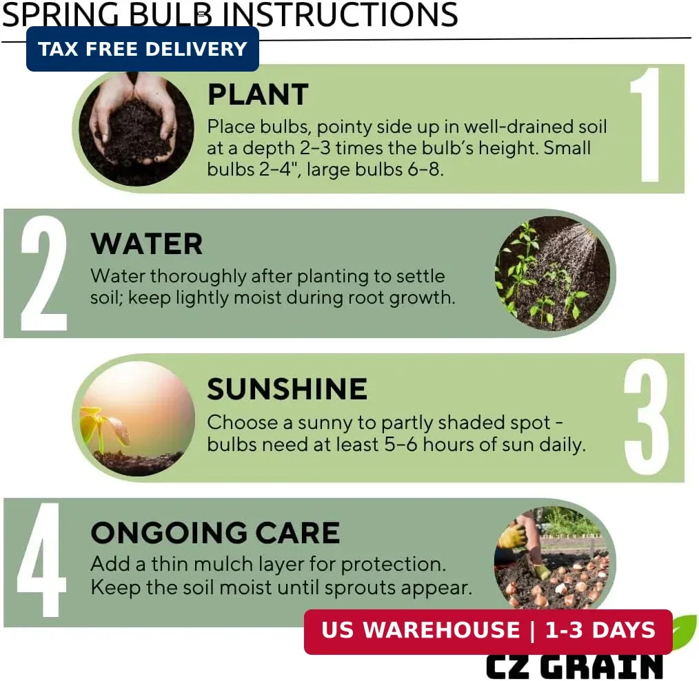 Iron Cross Shamrock Bulbs for Planting – Fast Growing Year Round Color Indoors o