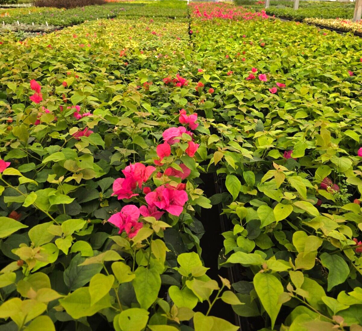 Bougainvillea Torch Glow – Live starter plant in 3 inch pot – California Grown