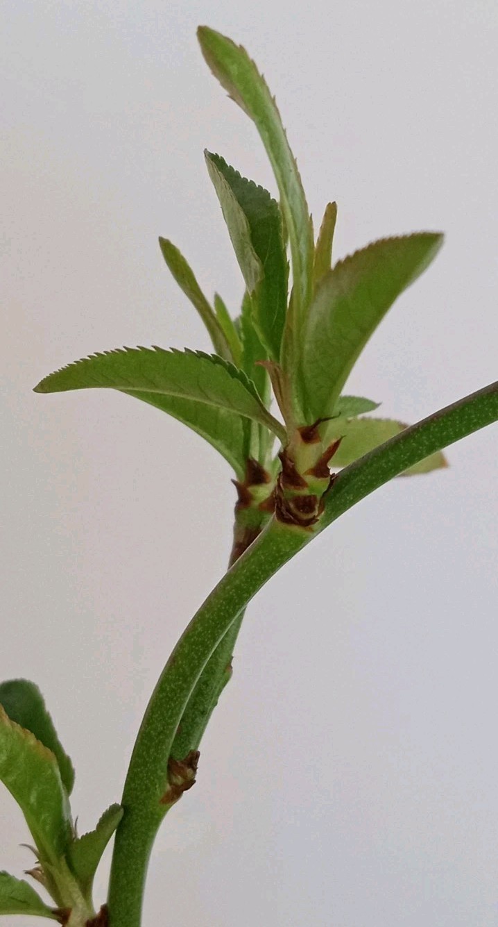 White Flesh Peach China Pearl Variety 有机白肉桃 Organic Live Fruit Tree Plant