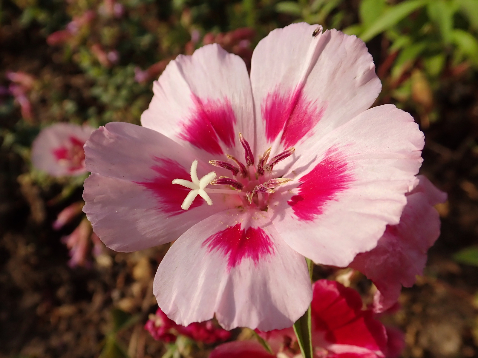 3,000 CLARKIA AMOENA Seeds (Grace Rose Pink Farewell to Spring) | Free shipping