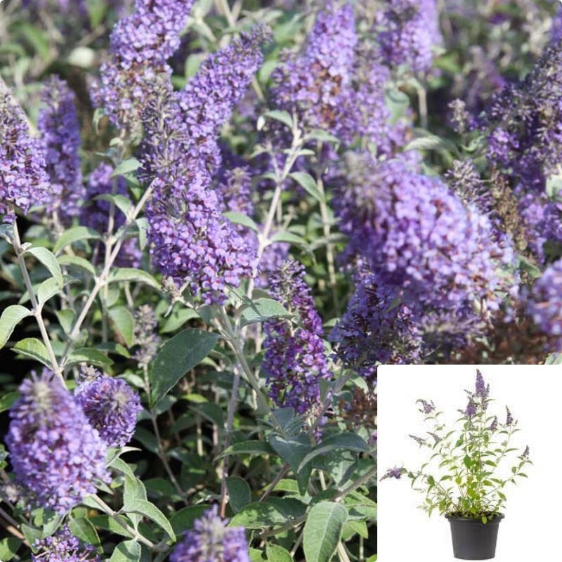 Buddleia Davidii Lochinch 1 Gallon Plant Butterfly Bush Summer Live plant
