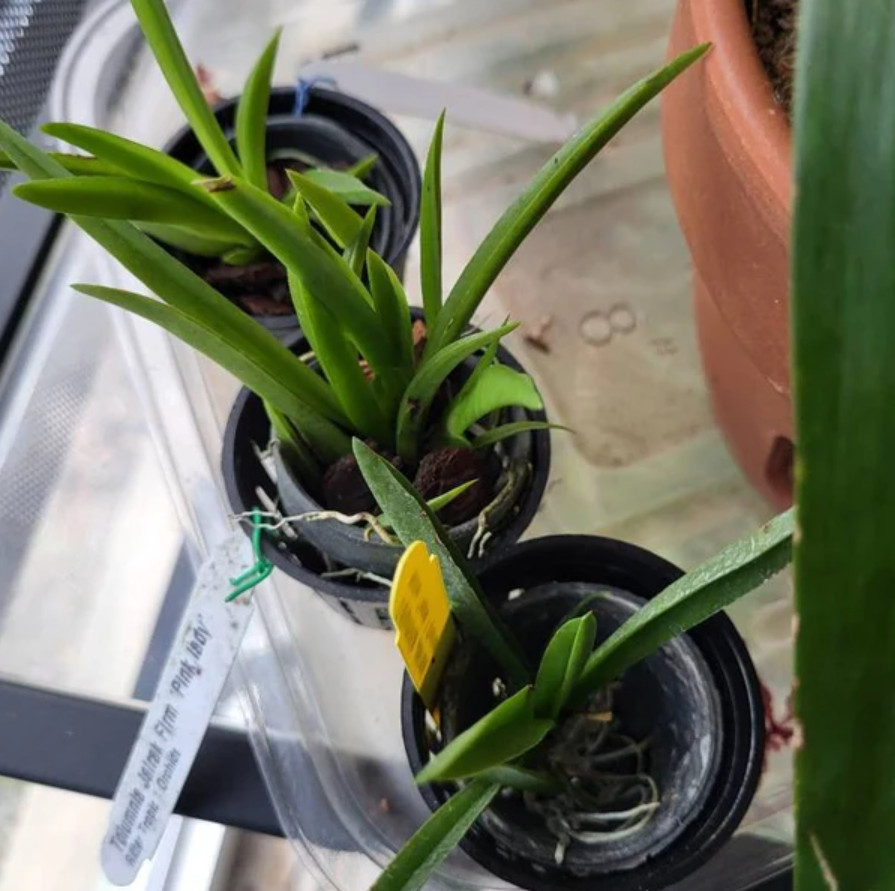 Live Tiny Dancer Tolumnia Miniature Orchid Plant – No Flower Spike – 2″ Pot