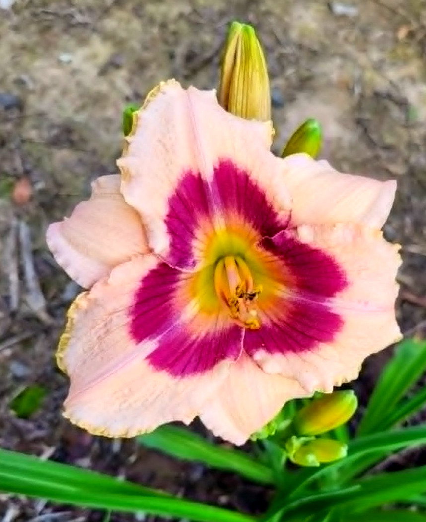 Wineberry Candy Daylily Re Blooming Two Large Mature Blooming Size Fans